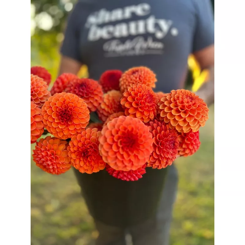 valley-rust-bucket-dahlia-tuber Valley Rust Bucket Dahlia Tuber