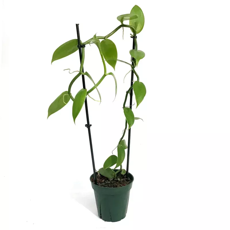 vanilla-orchid-5in-variegated Vanilla Orchid 5in Variegated