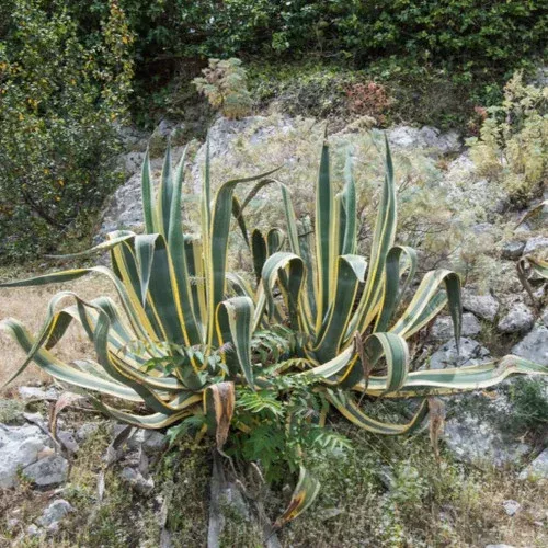 variegated-americana-agave Variegated Americana Agave