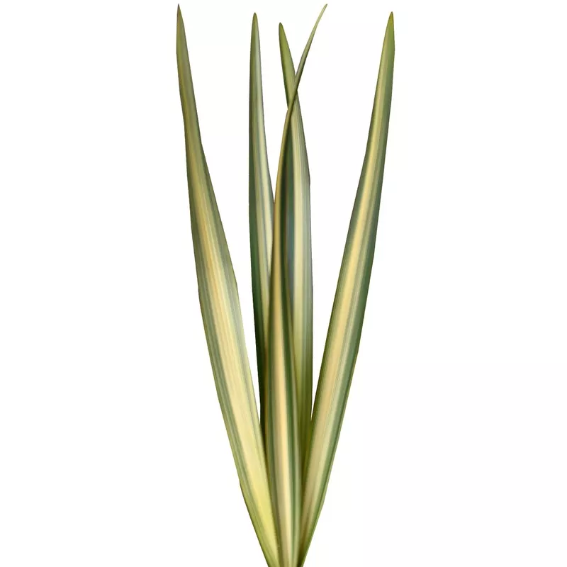 Varigated Green Flax Varigated Green