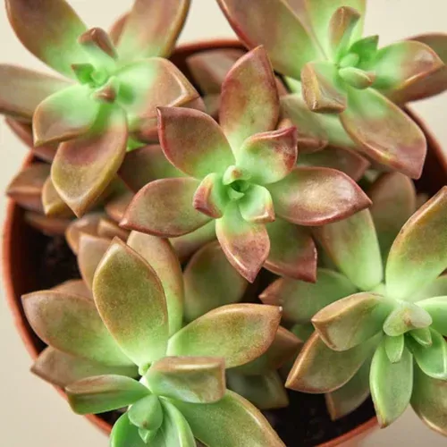vera-higgins-succulent Vera Higgins Succulent