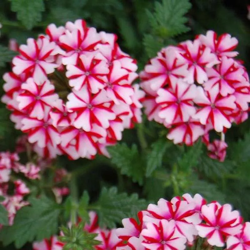 verbena-candy-cane Verbena ‘Candy Cane’