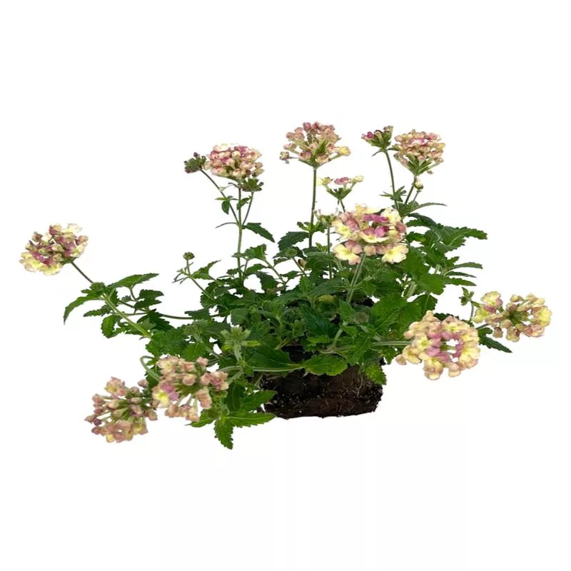 Verbena ‘Lanai Vintage’