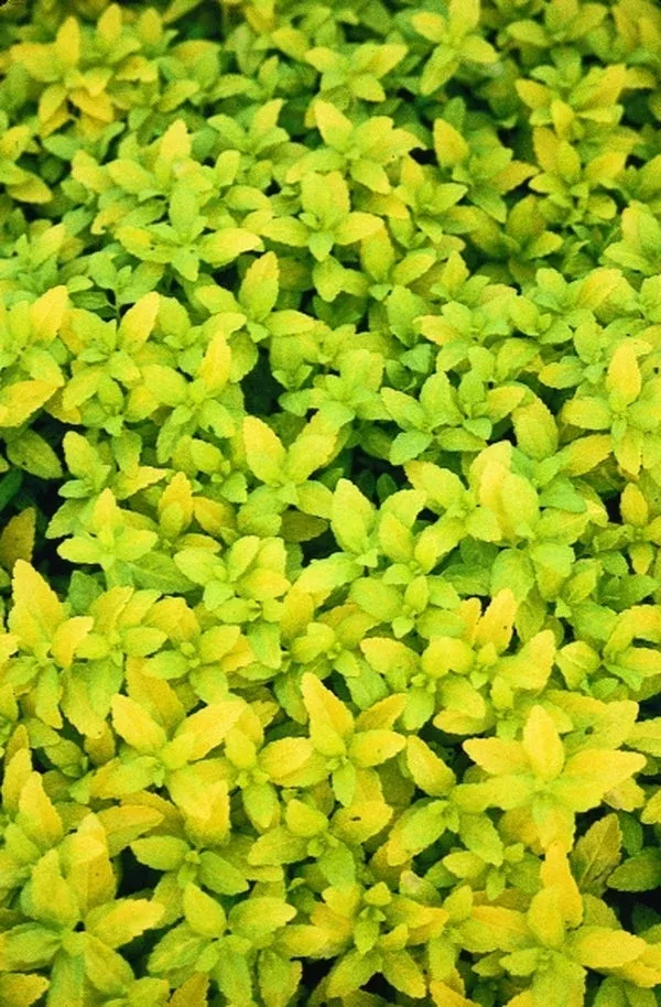 veronica-prostrata-aztec-gold-pp-13-354 Veronica prostrata ‘Aztec Gold’ PP 13,354