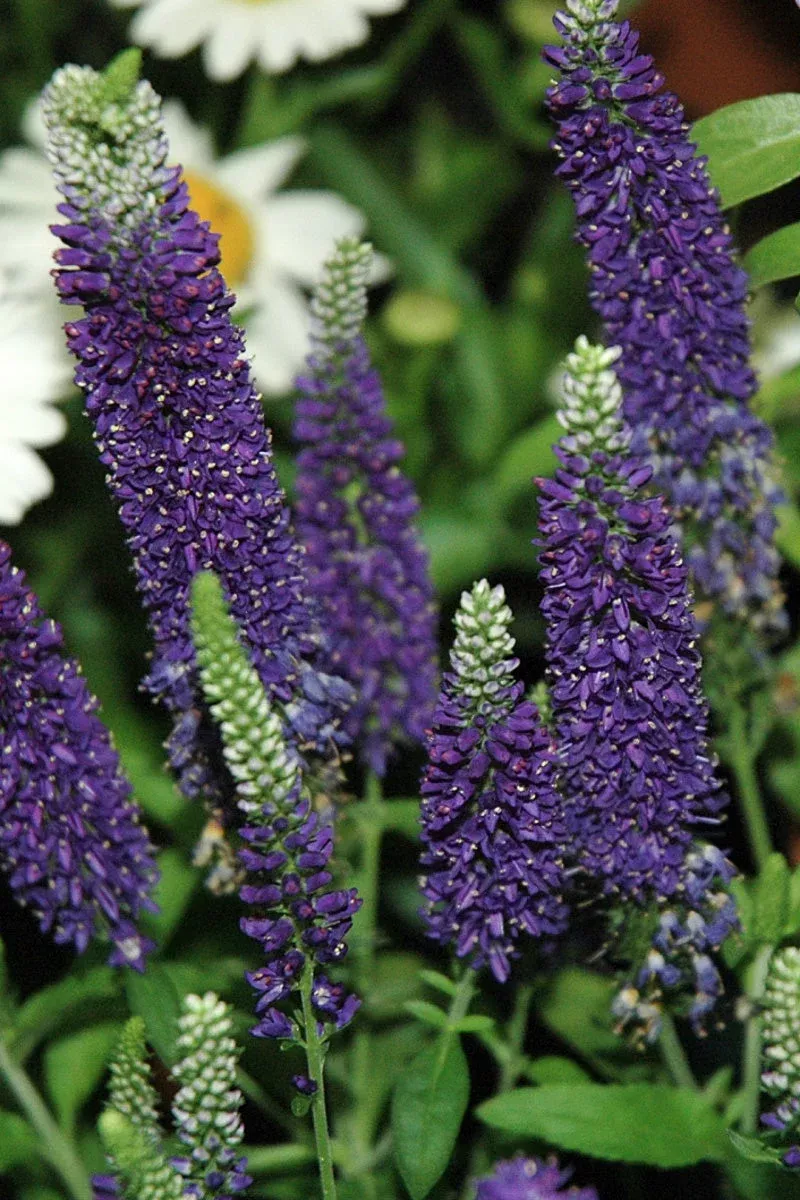 veronica-vernique-dark-blue Veronica, Vernique Dark Blue