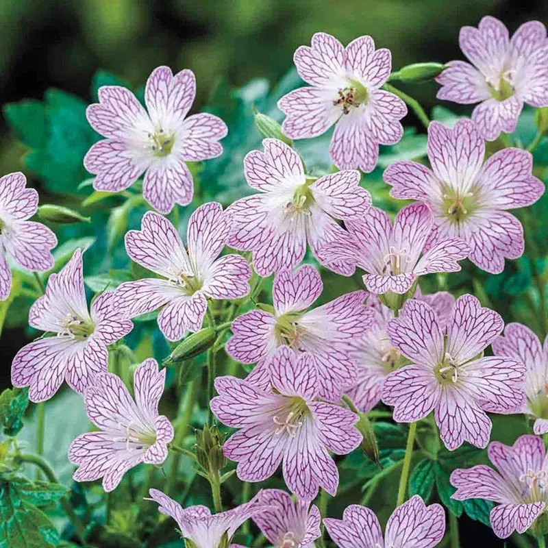 versicolor-geranium Versicolor Geranium