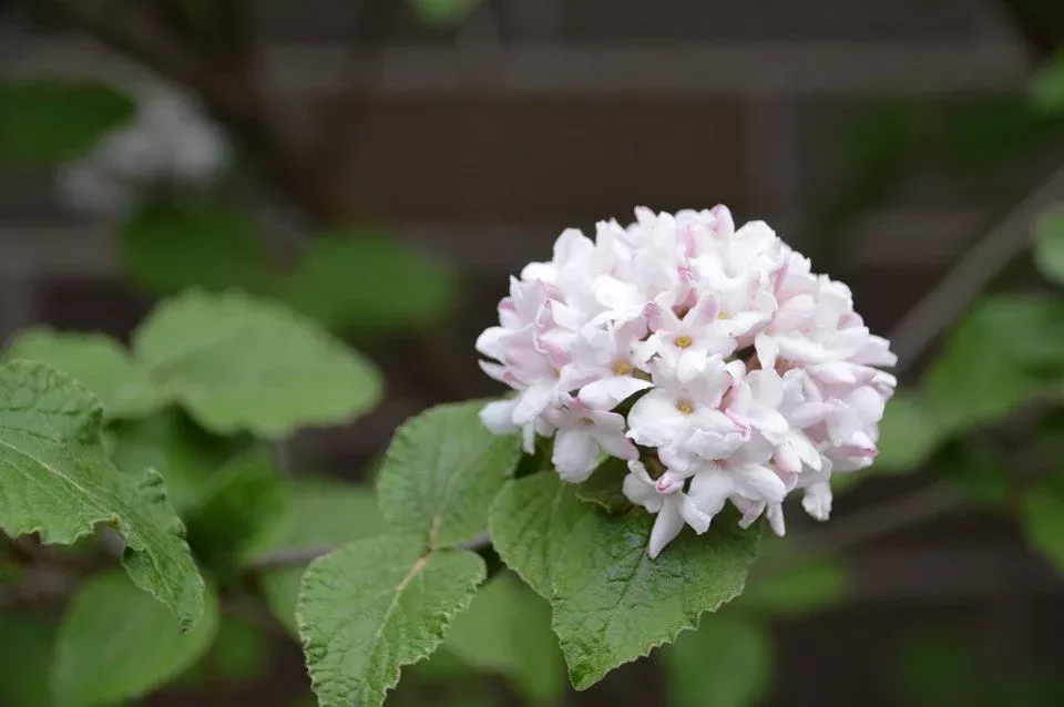 viburnum-aurora Viburnum, Aurora