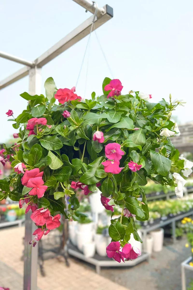 vinca-cora-mix Vinca, Cora Mix