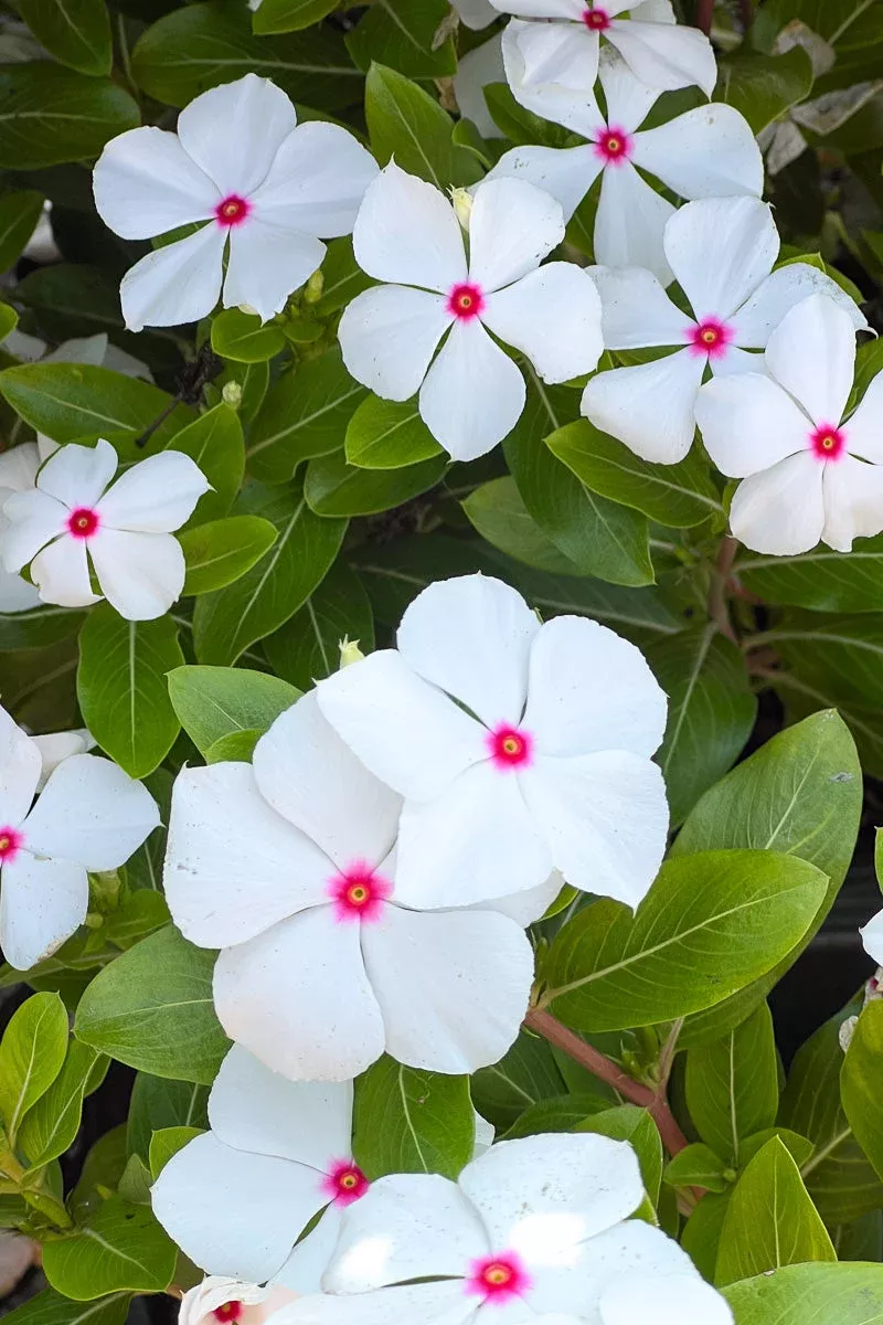 vinca-cora-polka-dot Vinca, Cora Polka Dot