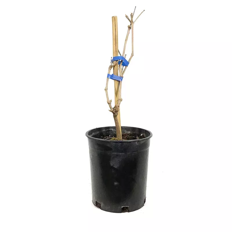 Virginia Creeper 1 gal