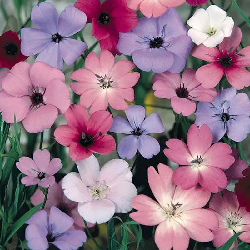 viscaria-mix-flower-punnet Viscaria Mix Flower Punnet