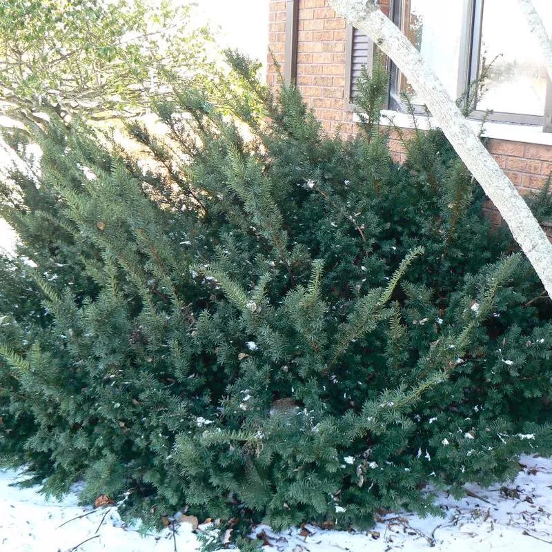 wards-yew-taxus-x-media-wardi Wards Yew: Taxus x media Wardi