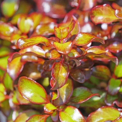 Waxwing Orange Mirror Bush