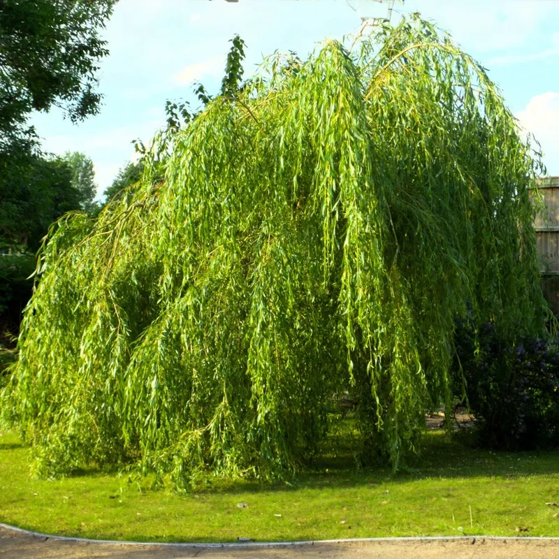 weeping-willow Weeping Willow