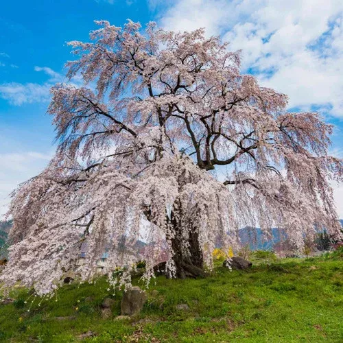 weeping-yoshino-flowering-cherry Weeping Yoshino Flowering Cherry