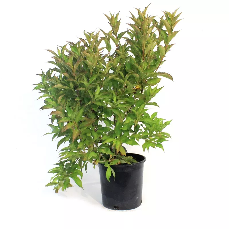 weigela-2-gal-red-prince Weigela 2 gal Red Prince