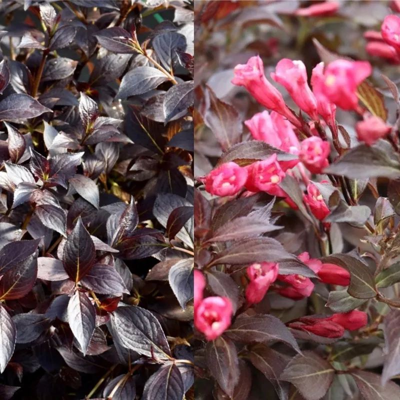 weigela-fl-midnight-wine-shine-3 Weigela fl Midnight Wine Shine #3