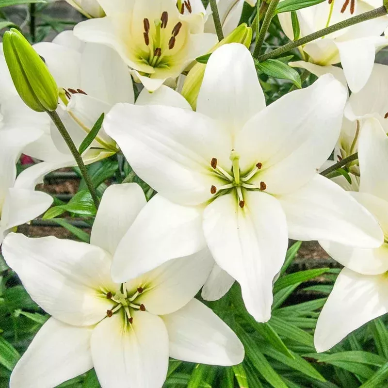 white-county-asiatic-lily White County Asiatic Lily