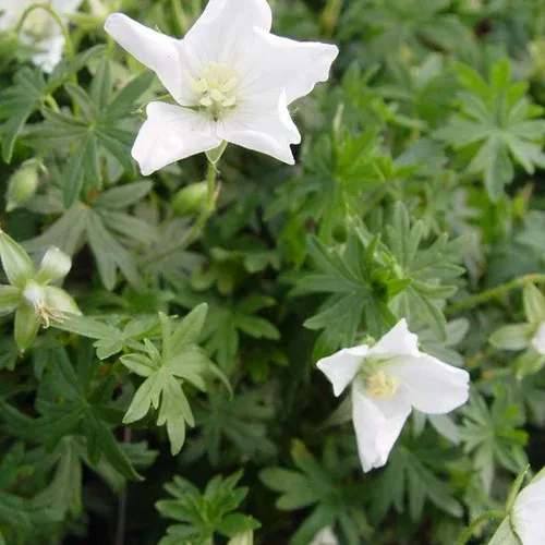 white-cranesbill-geranium White Cranesbill Geranium