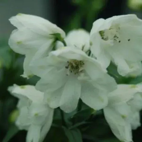 white-guardian-larkspur White Guardian Larkspur