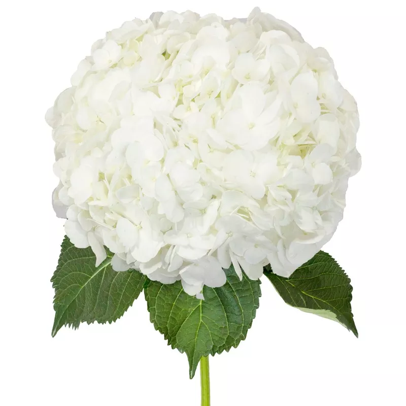 white-hydrangeas-select-white White Hydrangeas Select White