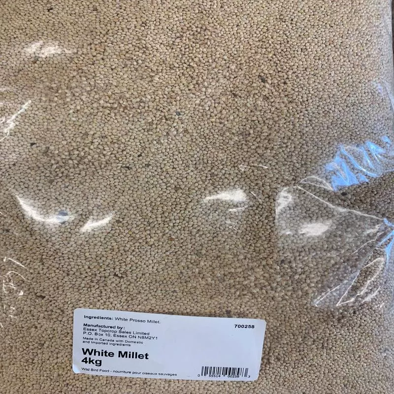 white-millet-white-4kg White Millet (White) – 4kg