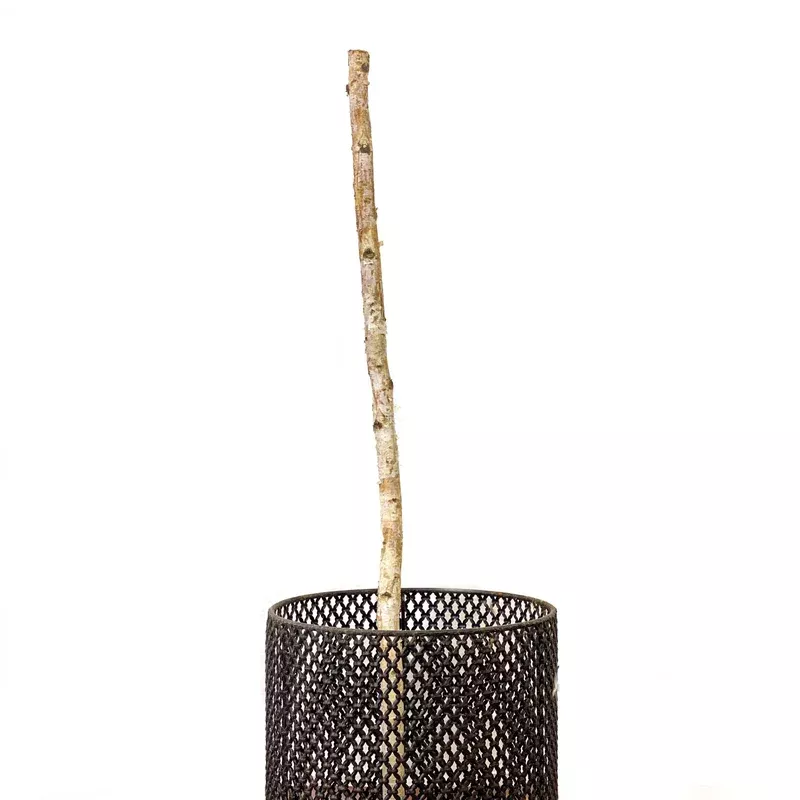 White Paper Birch Poles 4ft