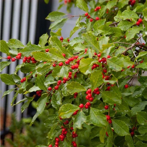 wildfire-winterberry Wildfire™ Winterberry