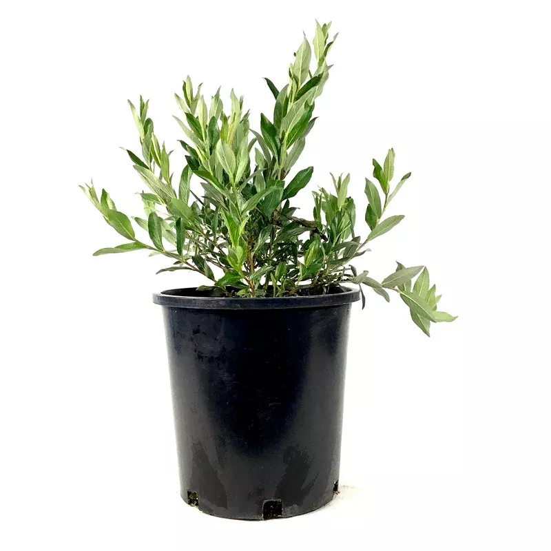 willow-2-gal-blue-fox Willow 2 gal Blue Fox