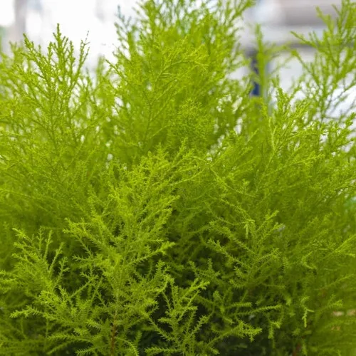 wilma-goldcrest-lemon-cypress Wilma Goldcrest Lemon Cypress