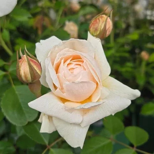 Windermere™ English Shrub Rose