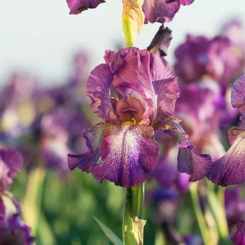 Wine Festival Iris