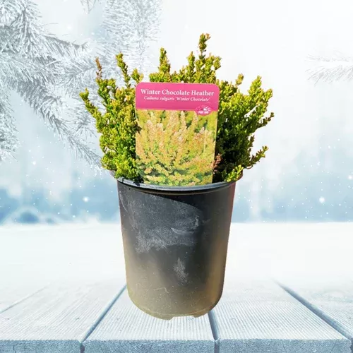 winter-chocolate-heather-holiday Winter Chocolate Heather – Holiday