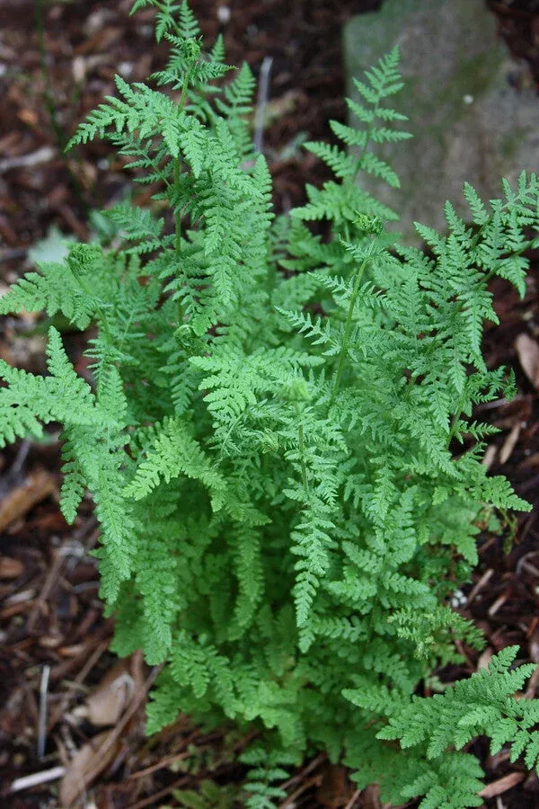 woodsia-obtusa Woodsia obtusa