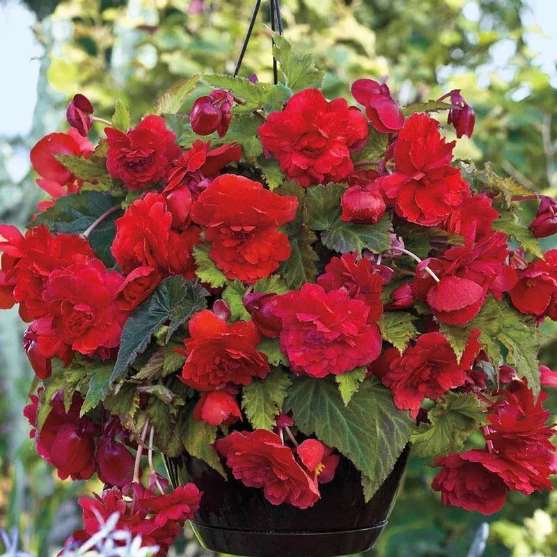 wow-hanging-begonia WOW! Hanging Begonia