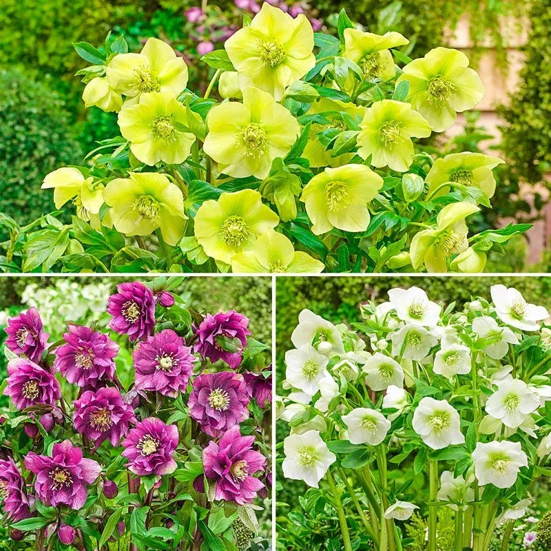 wow-king-size-hellebore-collection WOW! King-Size Hellebore Collection