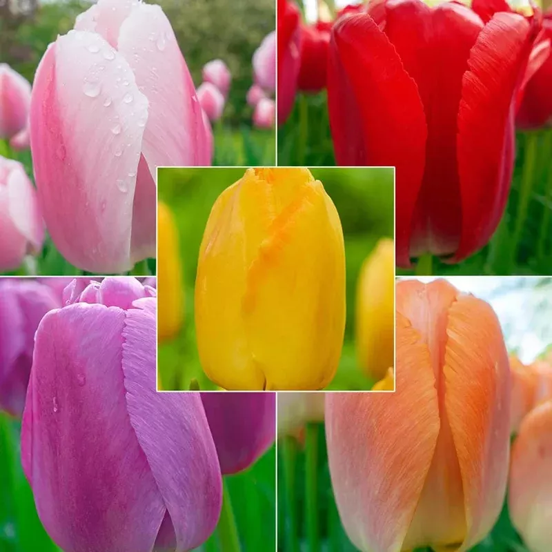 wow-prideperennial-tulip-collection WOW! PridePerennial Tulip Collection