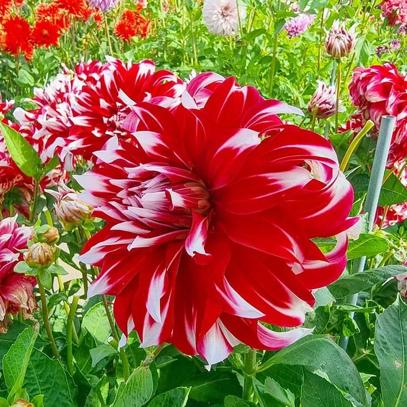 x-factor-dahlia X-Factor Dahlia