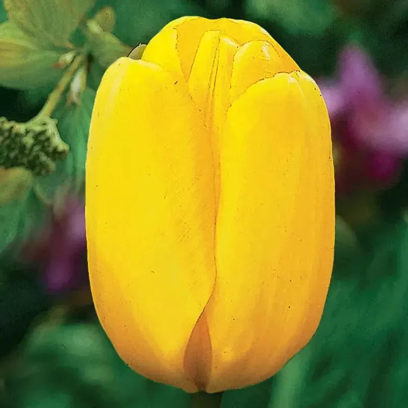 yellow-dynasty-tulip Yellow Dynasty Tulip