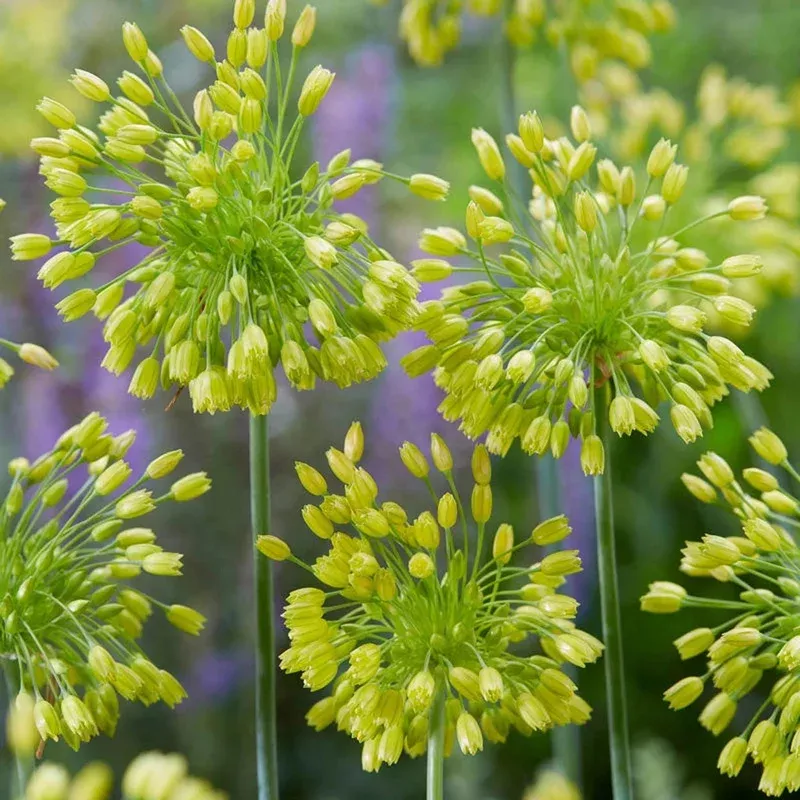 yellow-fantasy-allium Yellow Fantasy Allium