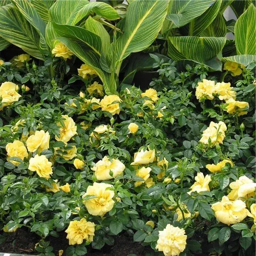 yellow-flower-carpet-rose Yellow Flower Carpet Rose