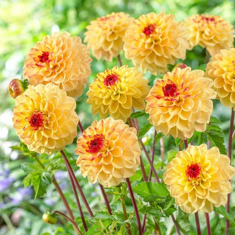 yellow-jill-dahlia Yellow Jill Dahlia