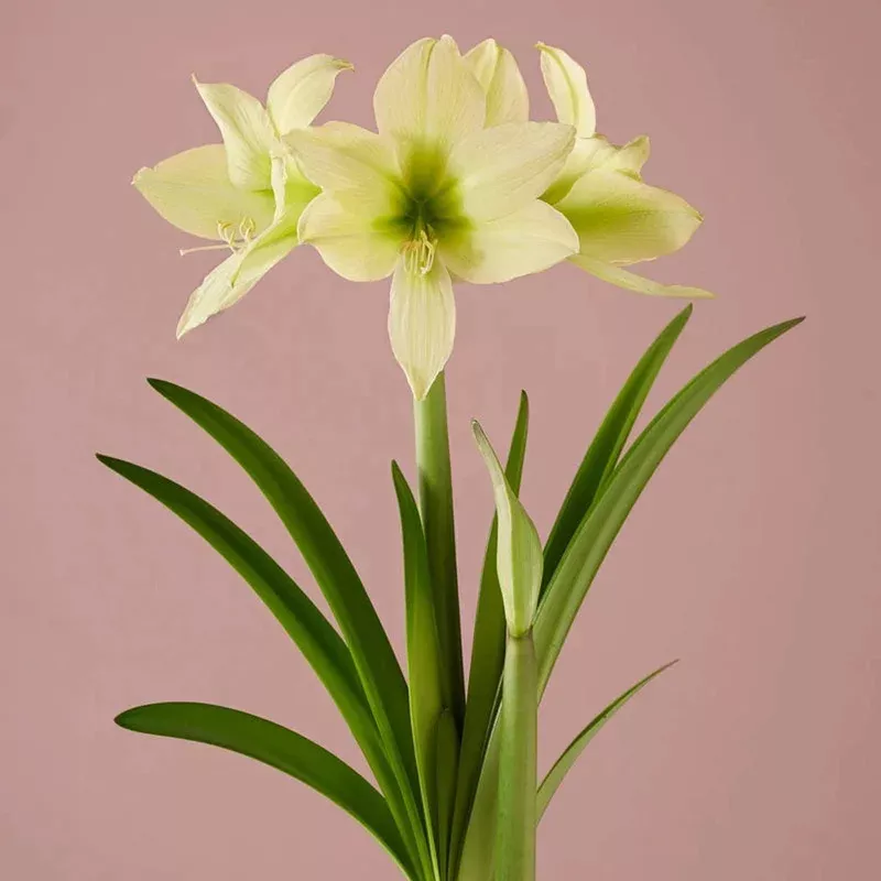 yellow-star-amaryllis-bulb Yellow Star Amaryllis Bulb
