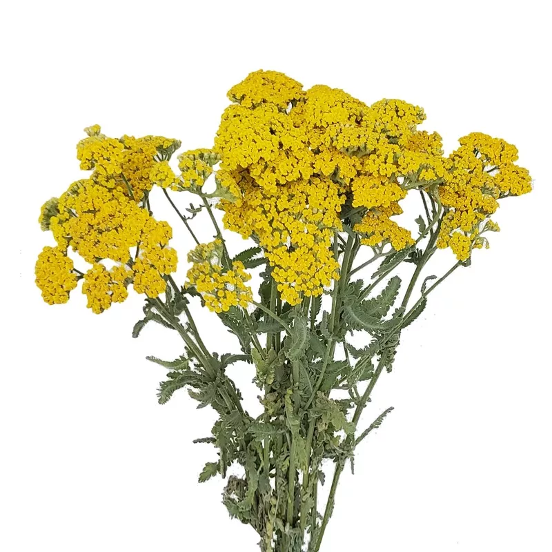 yellow-yarrow Yellow Yarrow