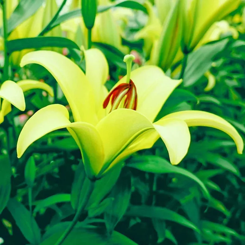 yelloween-candelabra-lily Yelloween Candelabra Lily