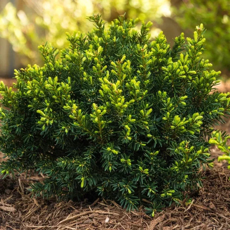 yew-dark-green-spreader-hedge Yew Dark Green Spreader Hedge