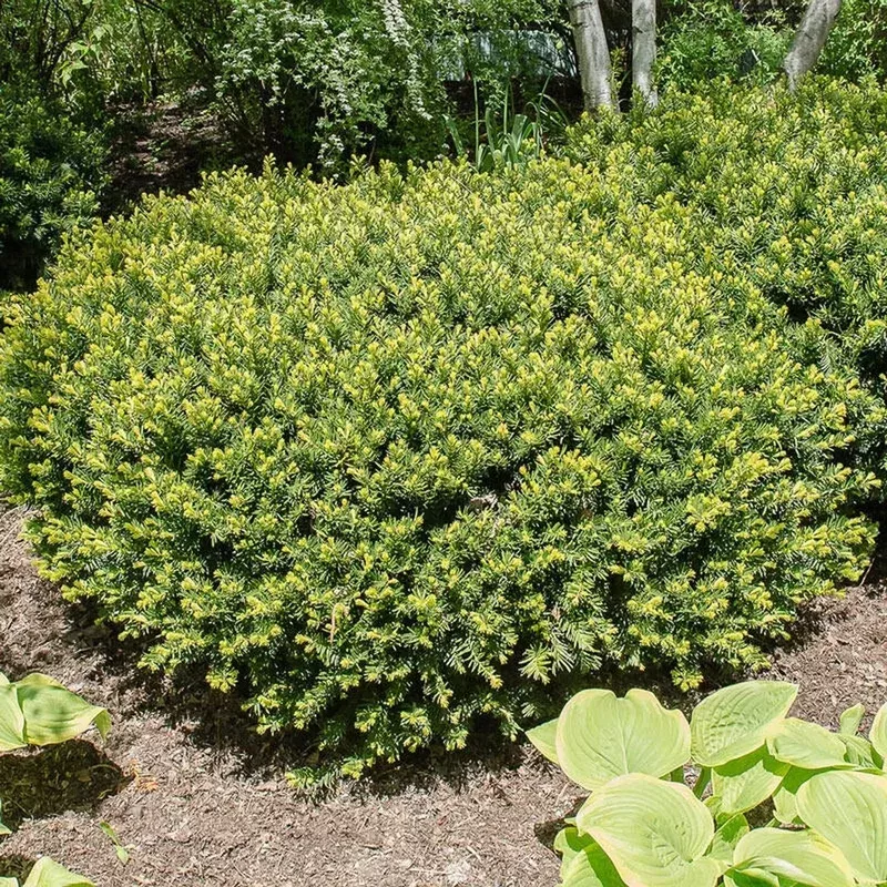 Yew Spreading Densiformis Hedge