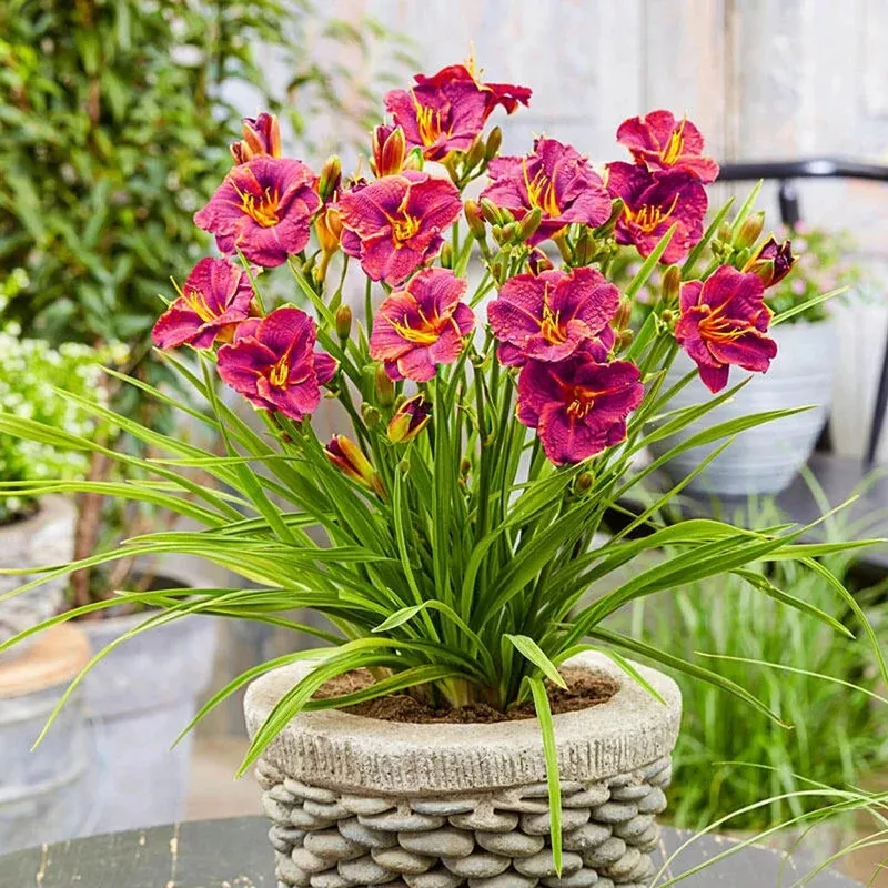 younique-red-daylily Younique Red Daylily