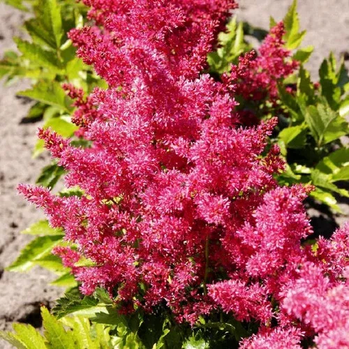 younique-ruby-red-astilbe Younique™ Ruby Red Astilbe