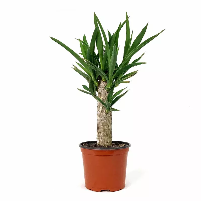 yucca-6in-cane Yucca 6in Cane